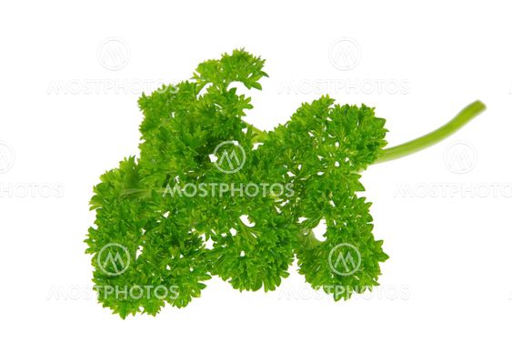 Petersilie - parsley 02