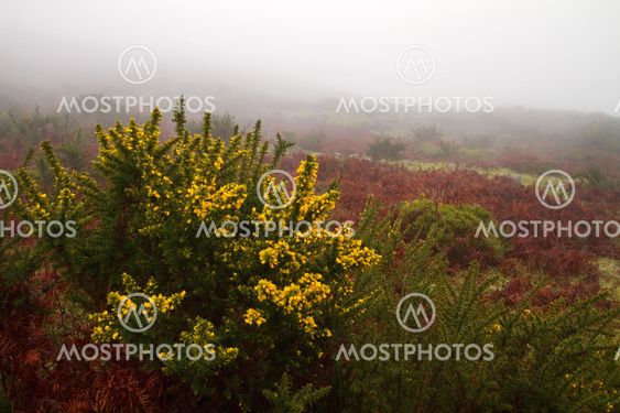 Misty landscape.
