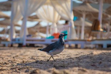 Seagull on the seashore. Selective focus.
