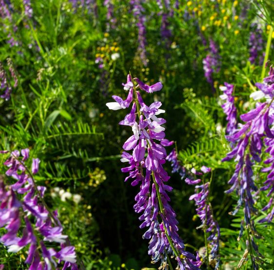 flowering plant