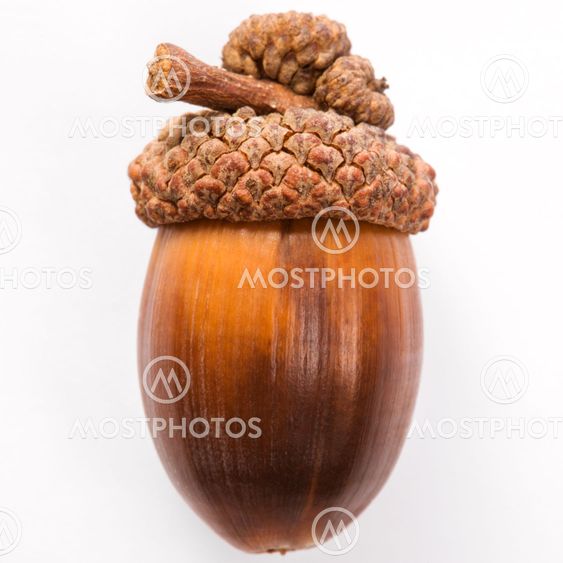 Still life of acorn.