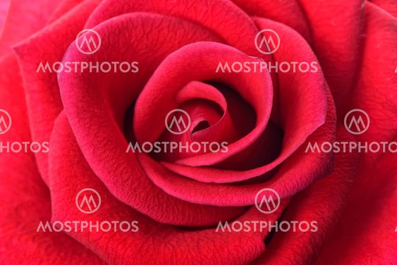 Closeup of red rose