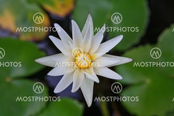 Purple water lilly on water background with leaves and it's bud.