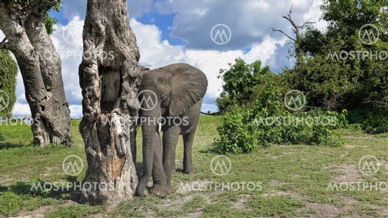 A cute baby elephant leaned against a dry tree.