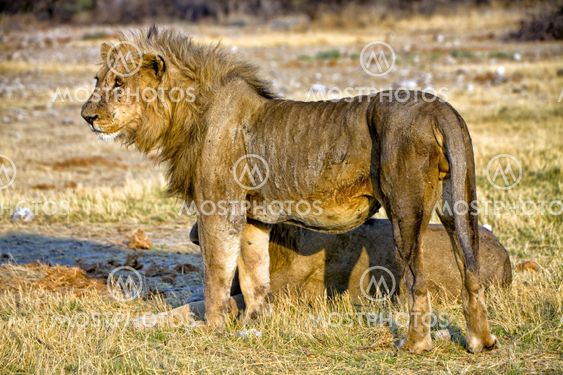 lion at sunset at etosha national park namibia africa