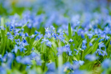 Scilla flowers blooming in the spring garden on the...