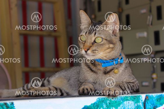 Cute cat laying down on the bench