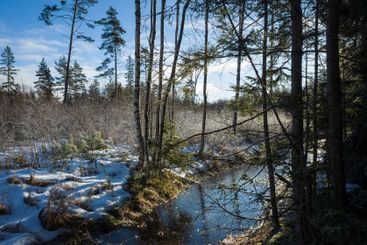 Winter forest of Scandinavia, Sparsely standing coniferous 
