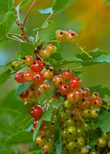 European gooseberry, plant and outdoor for fruit...