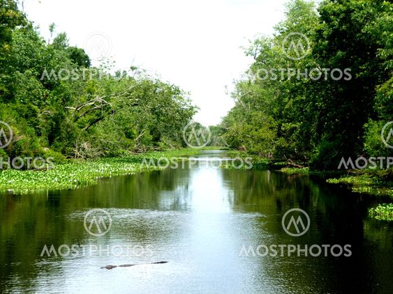 Louisiana Swamp