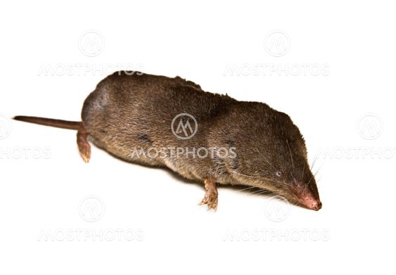 Mole