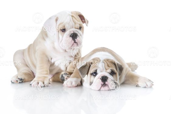 Cute english bulldog puppies isolated