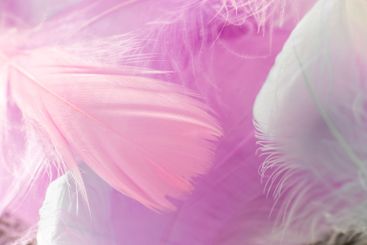 feather wallpaper. Soft Pink and White Feather...