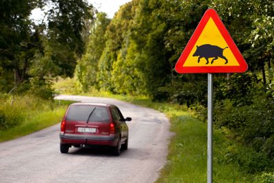 Varning för vildsvin