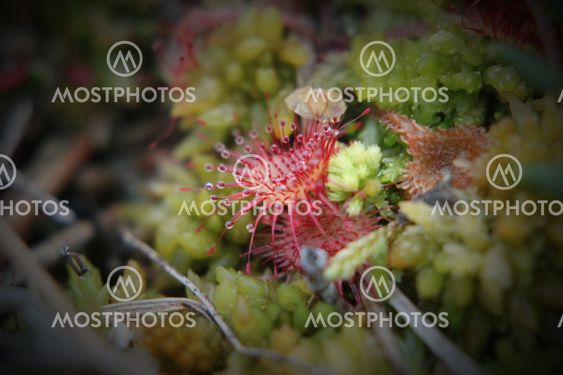Common Sundew