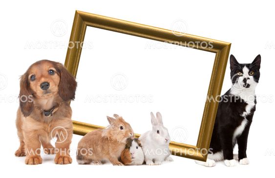group of pets standing around a golden picture frame