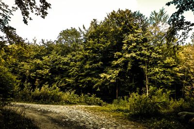 Road in forest, Polish nature.