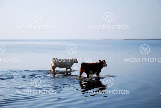 Cows at the beach