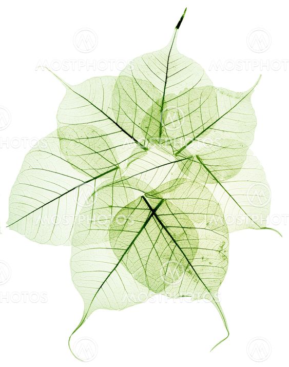 green transparent dried fall leaves