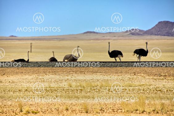 a group of ostrich along a railway near luderitz namibia africa