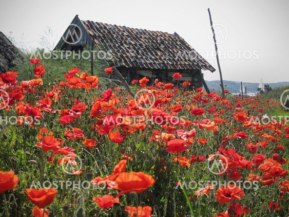 Poppy