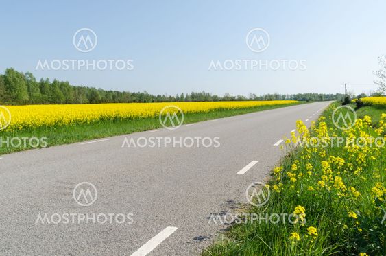 Rapsfälten blommar på Öland
