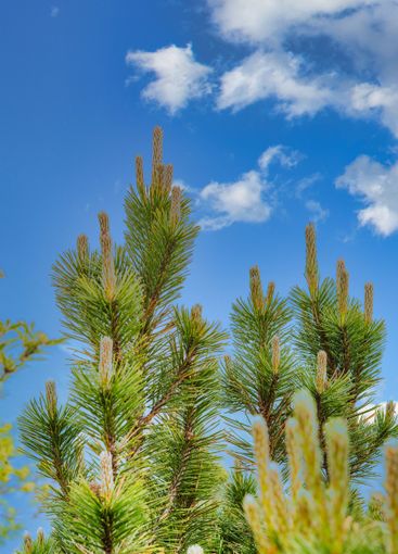 Mountain pine branches in the sky