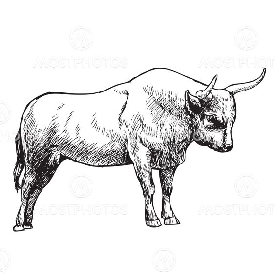 hand drawn illustration of bull