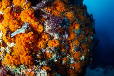 wild small nudibranch on rough rocky reef