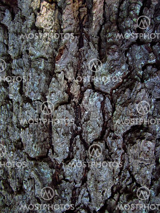 Tree Bark Texture