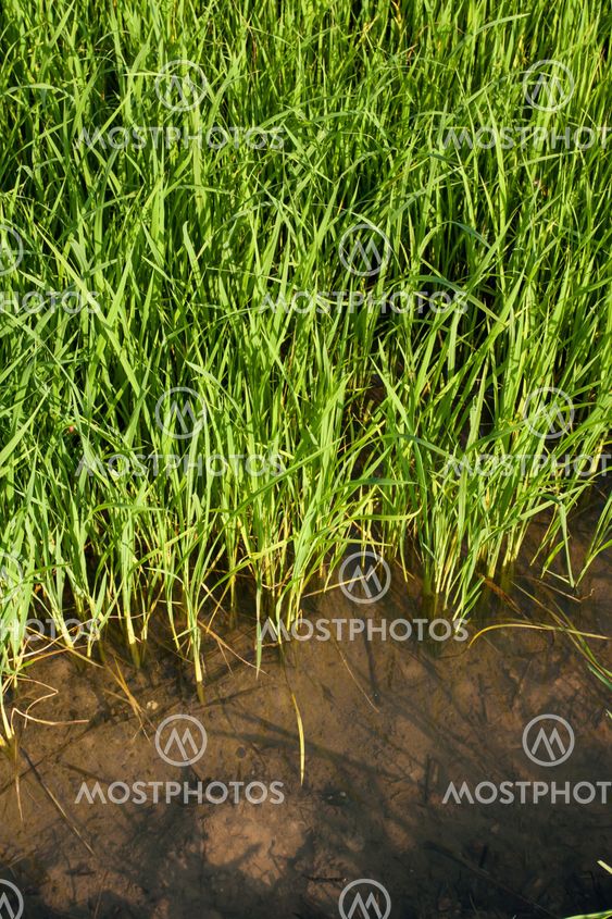 Seedlings of rice growing in paddy fields with water