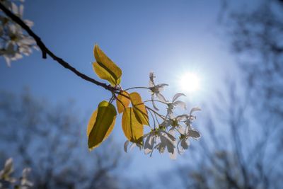 white spring blossoms of an apple tree with the sun behind