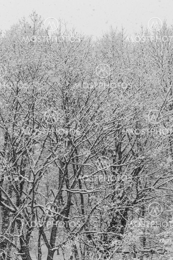 Layers of snow covered winter trees with no leaves