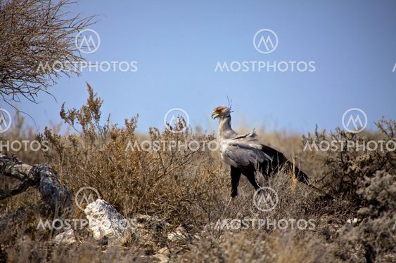 secretary bird in etosha national park namibia