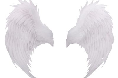 white birds wing feather,plumage isolated white...