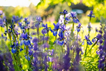 Colorful iris flowers blossoming on a flower bed in the...