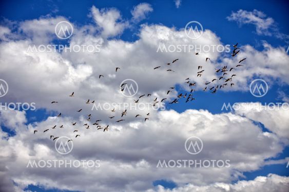 ducks flying in Daan Viljoen Game Park Namibia