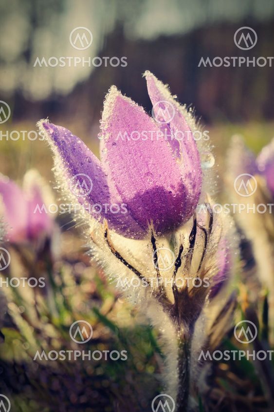 Pasque Flower blooming on spring meadow at the sunset -...