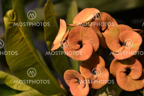 Euphorbia