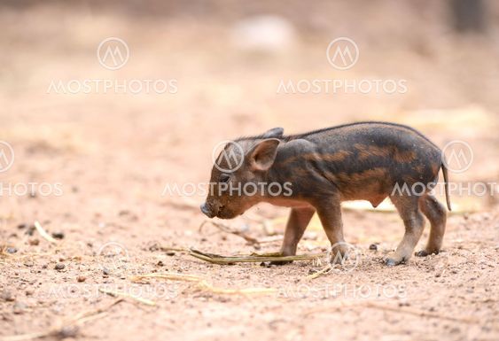 baby wild boar