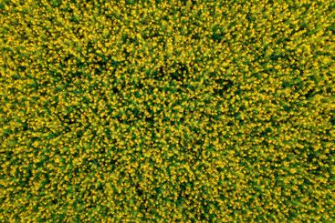 Blooming canola field from drone pov, aerial view