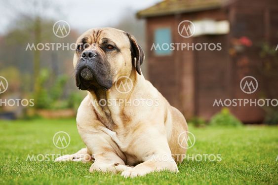 Dog in the garden