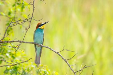 European bee-eater, Merops apiaster, Palava, Southern...