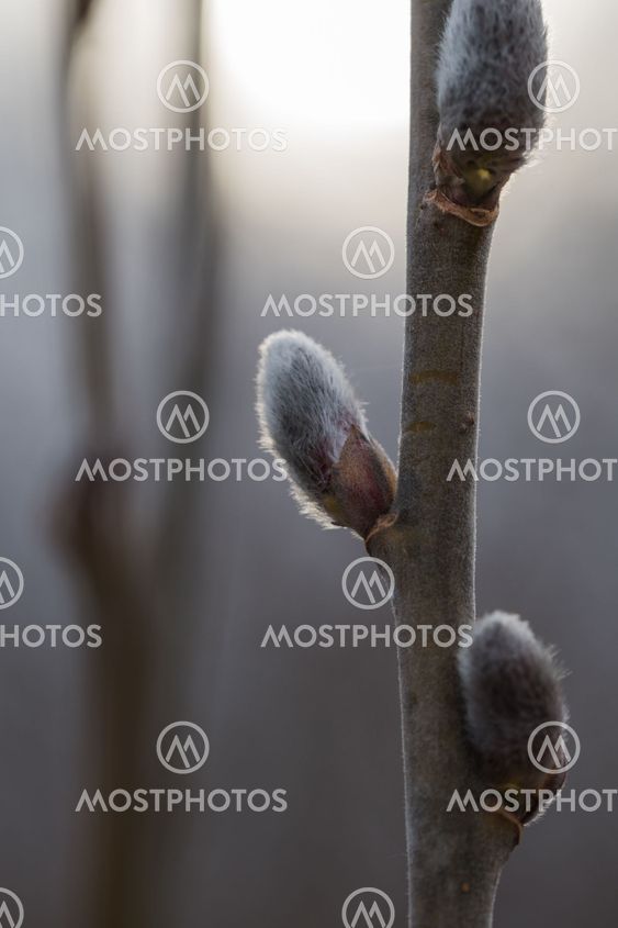 Closeup of pussy-willow on a twig