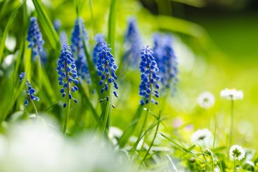 Grape Hyacinth or armeniacum muscari blooming in the...