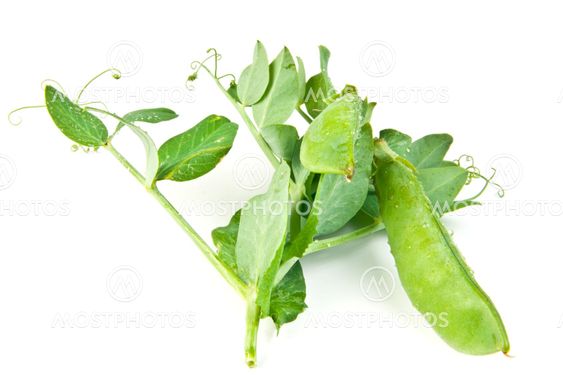Young cut green pea