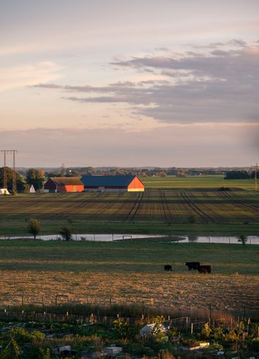 The flat farmlands of Skåne (Scania) with barn, cows,...