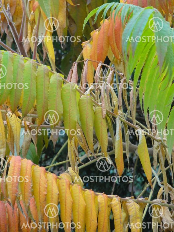 Autumn Coloured PLant
