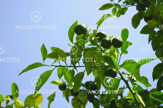 Fresh green citrus fruit on a tree