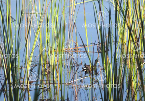 Moor hen in the reeds